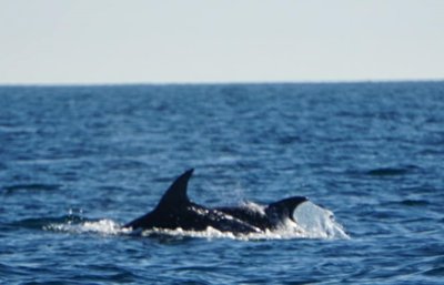 capel_sound_whales_and_dolphins_20070721_5.jpg