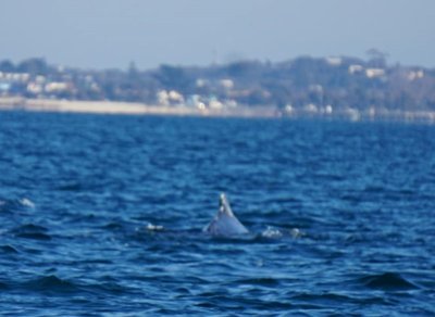 capel_sound_whales_and_dolphins_20070721_8.jpg