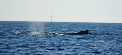 capel_sound_whales_and_dolphins_20070721_9.jpg