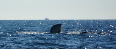 capel_sound__whales_and_dolphins_20070721_3.jpg