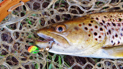 First trout of the 2018-19 season, Merseylea.. 6566 (Medium).JPG