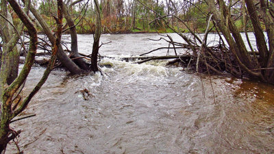 Main stream flowing into back water, Merseylea.. 6576 (Medium).JPG
