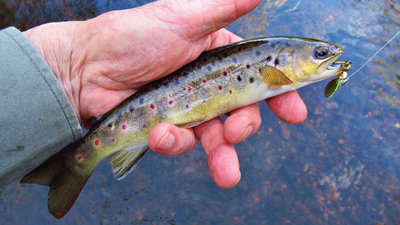 Mepps Aglia tiger fluro & small brown, Minnow River. (14-9-18) (Medium).JPG