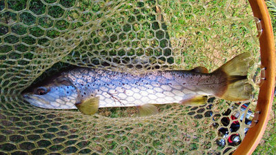 1.4 kg wild brown trout..(Medium).JPG