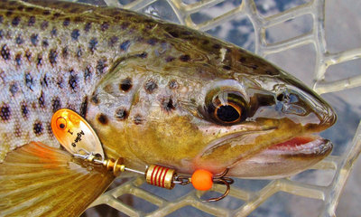 Beautiful wild brown trout, Mersey River, Merseylea.. 25-8-17 (Medium).JPG