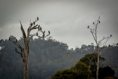Cormorants, Tasmania...jpg
