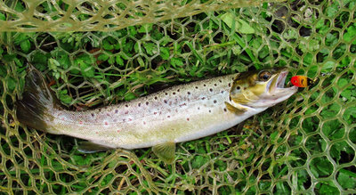 8 One lovely wild brown trout.. (Medium).JPG