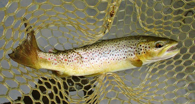 10 Best trout of the day. (Medium).JPG