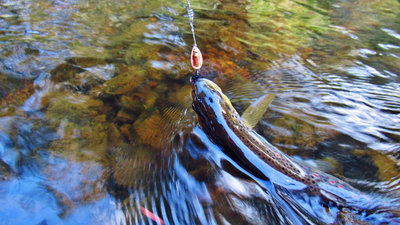 2 Aglia Mouche Noire & wild brown trout. (Medium).JPG