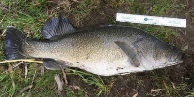 Murray Cod 79cm.JPG