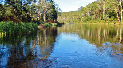 3 Circles on the water are from surface feeding trout...JPG