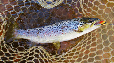 4 First trout of the morning..JPG