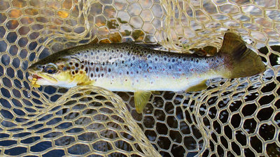 5 One of a few trout taken in fast water...JPG