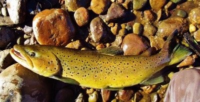My PB brown trout 3.85 kgs, Leven River, 29th April. (Medium) (1)a.jpg