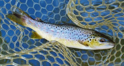 Western Creek wild brown trout. (Medium).JPG