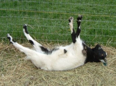 Fall down goat.PNG
