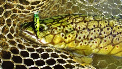Close up of wild brown trout No. 400 & Sergeant Major lure..JPG