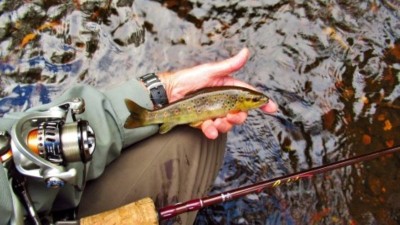 Small stream trout are mainly small-medium size fish..JPG