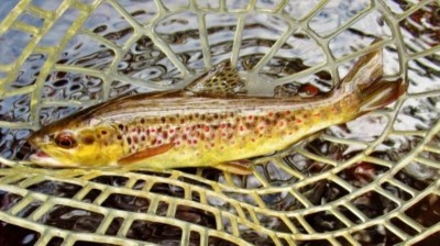 A beautifully coloured small stream trout..JPG