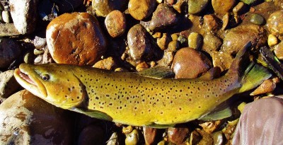 My best ever wild brown trout, 8 lb 8 ozs. Leven River...JPG
