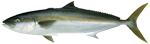 Rank: Kingfish