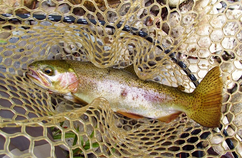 very solid 740 gram Mersey River wild rainbow trout. 9-3-17 (Medium).JPG