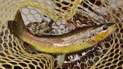 Beautiful wild brown trout. (Medium).JPG