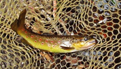 The last trout (No 14) of the spin session. (Medium).JPG