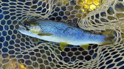 Another trout that fell to the Stone Fly Bug spinner.  (Medium).JPG