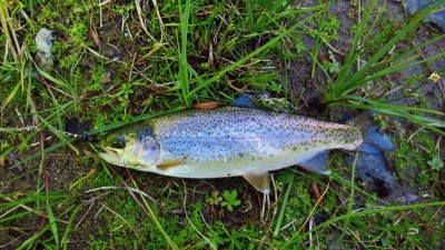 The only rainbow trout of the day. (Medium).JPG