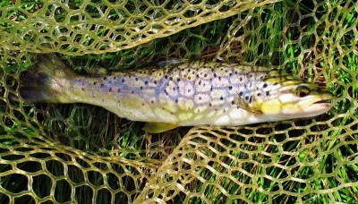 A beautifully conditioned wild brown trout. (Medium).JPG
