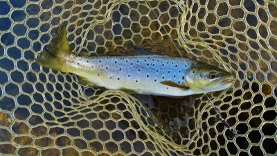 A beautiful 705 gram wild brown trout. (Medium).JPG