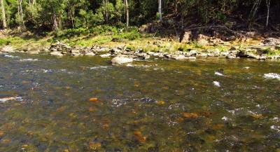 The flat water between the fast water & river bank, good trout water..JPG