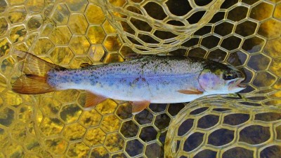 The only rainbow trout caught. (Medium).JPG
