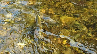 Last trout of the day. (Medium).JPG