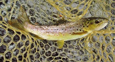 This trout went for gold. (Medium).JPG