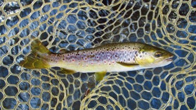 Solid brown lured from flat water..JPG