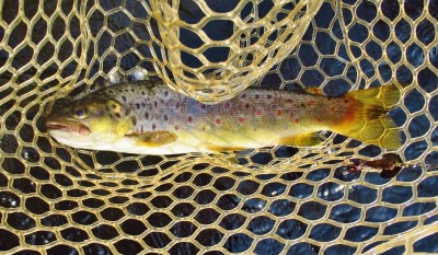 This trout fell to the March Brown Bug spinner..JPG