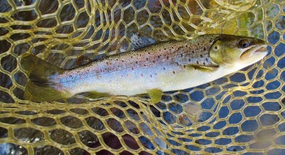 Well conditioned fast water trout..JPG