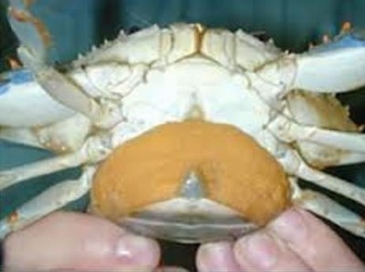 Crabs Blue 5.JPG