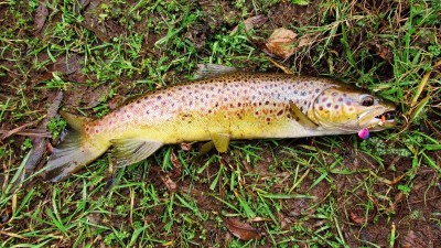Surprise catch, ( 610 gm approx) wild brown. (Large) (Medium).JPG