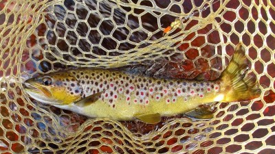 485 gm wild brown trout. (Large) (Medium).JPG
