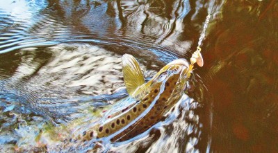 Another tannin water trout. (Medium).JPG
