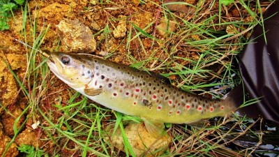 A well conditioned wild brown trout. (Large) (Medium).JPG