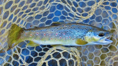 Another solid fast water trout. (Medium).JPG