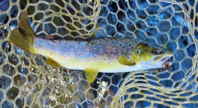 Wild brown trout & March Brown Bug spinner. (Medium).JPG