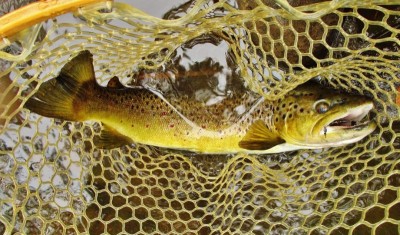 1.75kg wild brown trout taken on #00 Stone Fly Bug. (Large).JPG