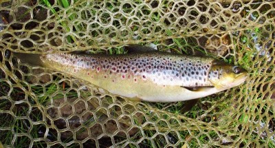 Fish of the day, 645gam brown trout.  (Medium).JPG