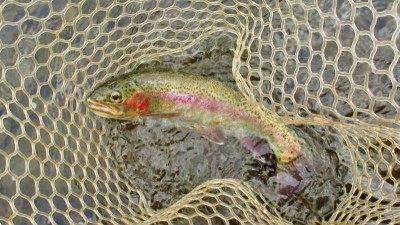Check out the colour of this rainbow trout..JPG