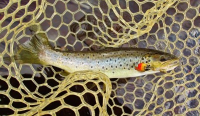 The first trout of the session is in the net..JPG